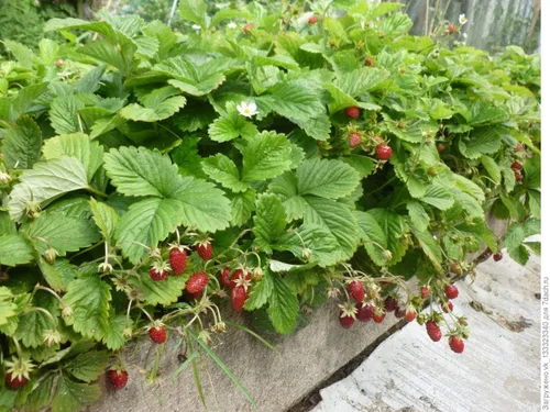 Vista 6 de Semillas Alpine Strawberry Aleksandria Red Everbearing Bayas de interior Frutas para plantar sin OMG