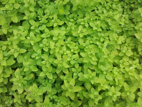 Vista 6 de TKE Farms & Gardens - Semillas de mejorana para plantar, 500 mg, 2000 semillas de reliquia, sin OMG, paquete incluye instrucciones para cultivar
