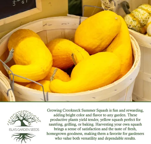 Vista 6 de Crookneck Semillas de calabaza de verano para plantar, más de 30 semillas tradicionales por paquete, semillas de jardín de Isla