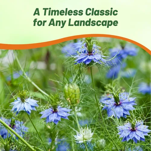Vista 6 de Outsidepride Jewels Indigo Nigella Seeds - 1000 Pcs Semillas de flores anuales para plantar con flores vibrantes y follaje lacio tipo helecho