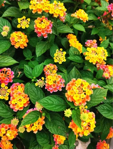 Vista 4 de 250 semillas de Lantana - Flores degradadas multicolor, arbustos de jardín tolerantes al calor y a la sequía, floración larga y bajo mantenimiento
