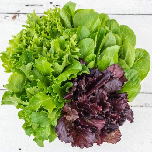 Vista 3 de Semillas Bebé Lechuga Vitamina Mezcla Balcón No GMO Heirloom