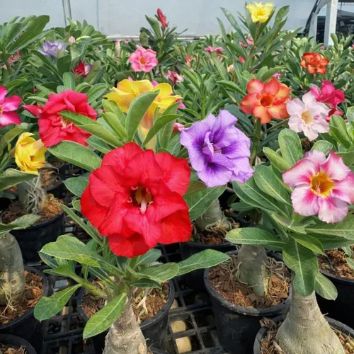 Vista 6 de Semillas de rosa del desierto prémium para plantar (Adenium Obesum) – Más de 20 semillas de adenio, semillas de flores de rosa del desierto