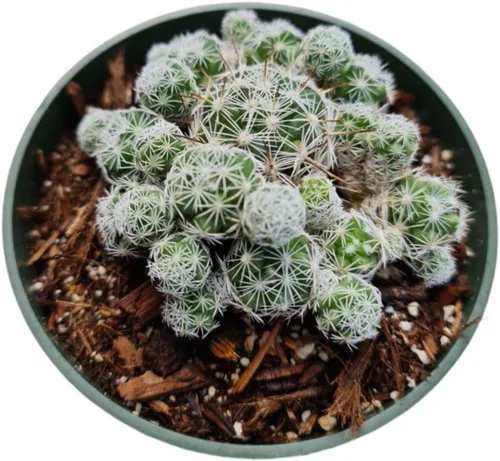 Vista 15 de Plantas de cactus suculentas vivas de USKC (maceta de 4 pulgadas) (Aptenia Cordifolia Variegata)