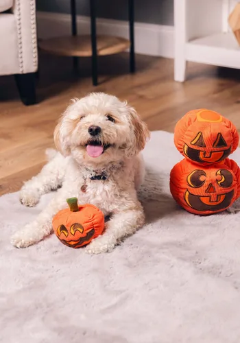 Vista 3 de Juguete Chirriador para Mascotas Pumpkin Pals Multicolor