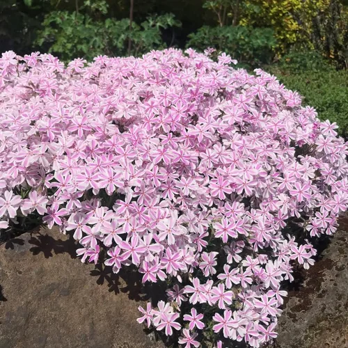 Vista 2 de Phlox rastrero rosa y blanco, planta viva de Phlox, bien enraizada, cubierta de suelo perenne rastrera