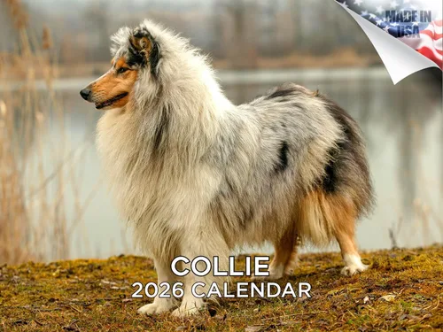 Vista 224 de Calendario de Lebrel Afgano 2025 2026, calendario mensual de pared de raza canina, 12" x 18" abierto, papel grueso sin traspaso, ideal para regalo