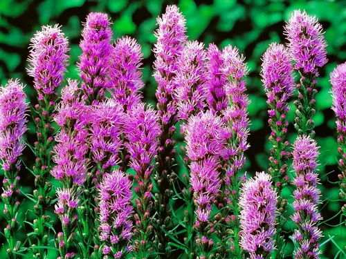 Vista 3 de Blazing Star Flower Gayfeather Liatris Spicata 50+ semillas para plantar