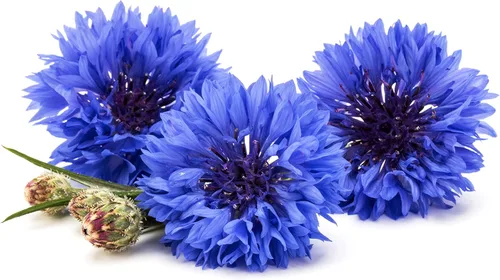 Vista 5 de Pétalos de aciano azul puro – 100% orgánicos, secos, cultivados en Alemania – Flores de hierbas naturales cultivadas orgánicamente para lactantes