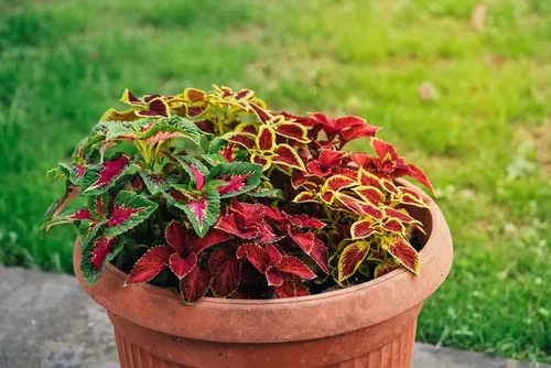 Vista 2 de Coleus Rainbox Mix Seeds – Más de 100 semillas para plantar – Flores vibrantes, ideal para sombra o interiores, se envía desde Iowa, Estados Unidos
