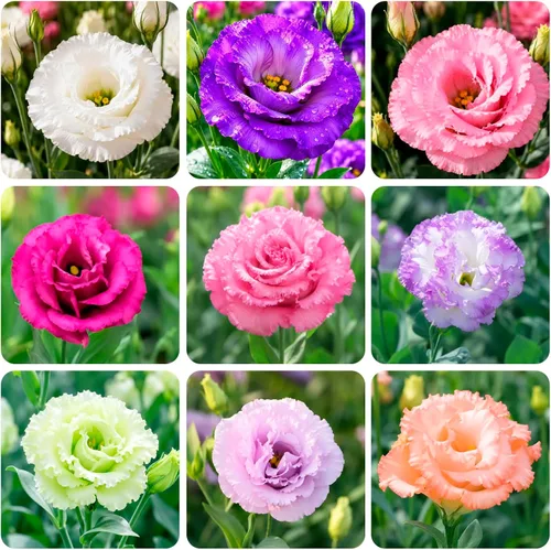Vista 2 de Más de 1000 semillas mixtas de Lisianthus para plantar, semillas de rosas sin espinas Lisianthus