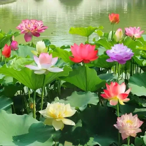 Vista 6 de 25 semillas de loto bonsái, tazón de semillas de loto, flor de lirio de agua. Mezcla acuática comestible, semillas de loto ideales para principiantes