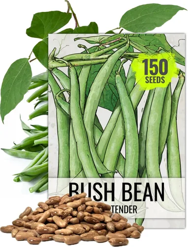 Vista 8 de Seed Needs Semillas de Frijol Lima para Plantar Frijoles Henderson Lima - Semillas de Vegetales Heirloom Sin OMG y Sin Tratar para Plantar un Jardín