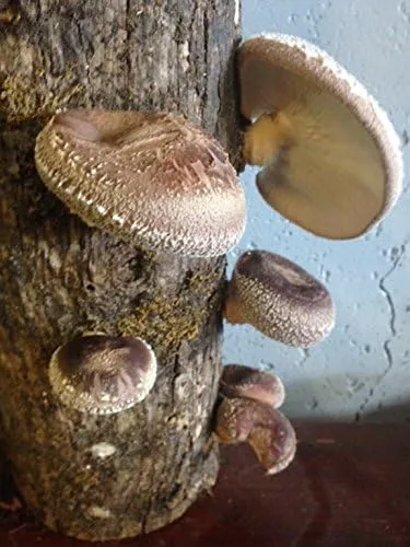 Vista 4 de ¡Aprende a cultivar hongos shiitake con tu familia! Tronco de hongos Shiitake de 12 pulgadas para cultivar hongos gourmet en casa