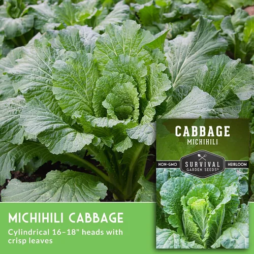 Vista 3 de Survival Garden Seeds - Semilla de col Michihili Napa/Nappa para plantar - Paquete con instrucciones para plantar y cultivar verduras Brassica