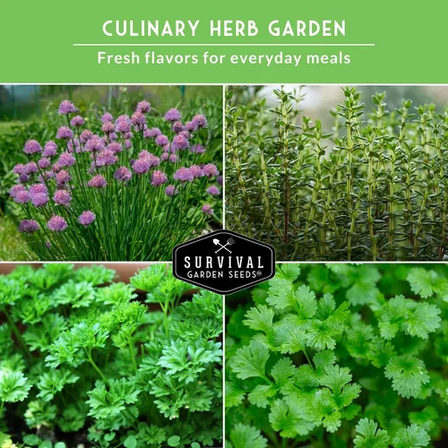 Vista 3 de Survival Garden Seeds Culinary Herb Collection - Bóveda de semillas de perejil rizado, cilantro, albahaca, cebollino, tomillo, semillas de reliquia