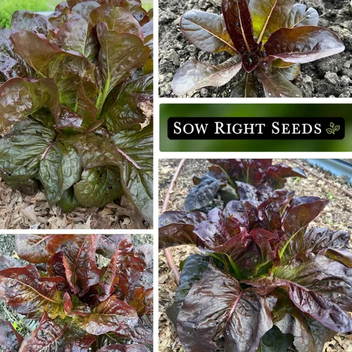 Vista 4 de Sow Right Seeds - Semillas de lechuga romana roja para plantar - Paquete de reliquia sin OMG con instrucciones para plantar un huerto casero - Al