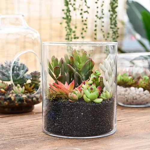 Vista 8 de Sprout N Green Plantas suculentas vivas, paquete de 5 suculentas surtidas en maceta de 2 pulgadas con mezcla de tierra, plantas pequeñas raras