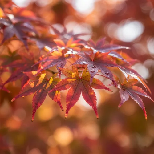 Vista 4 de Semillas de arce rojo japonés, semillas de bonsái, paquete de 30 semillas de árbol bonsái