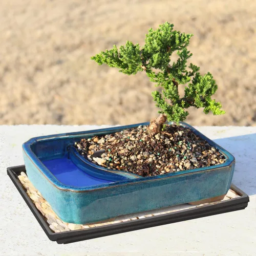 Vista 7 de Brussel's Bonsai Árbol Bonsái de Enebro Verde Vivo - Mediano, 5 Años, 6 a 10 Pulgadas - Árbol Bonsái para Exteriores Vivo con Maceta de Agua