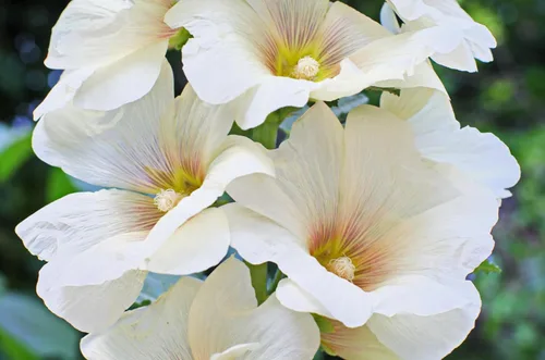 Vista 6 de 25 semillas de flores blancas de Alcea Rosea de Hollyhock PerennialComb S/H de Seedville