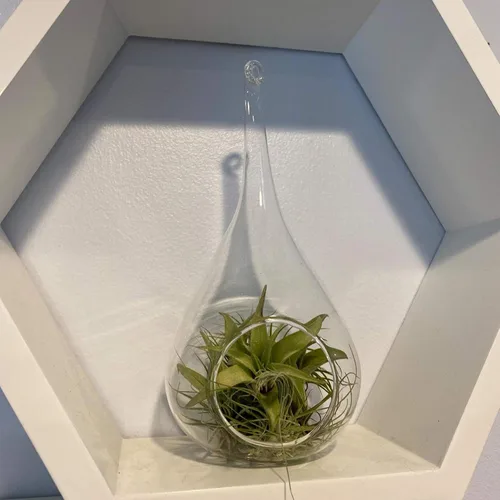Vista 4 de WGV - Terrario colgante de cristal para plantas, ancho 4 pulgadas, altura 9.25 pulgadas, lágrima, maceta de aire para suculentas, luz de té