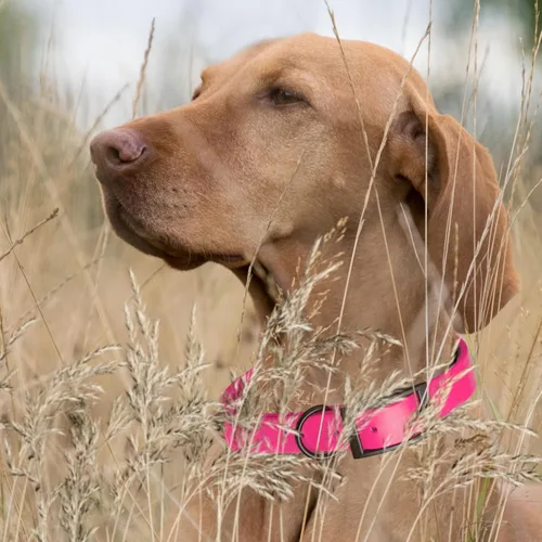 Vista 266 de Dogline Biothane - Collar impermeable para perro con hebilla de liberación rápida, resistente cincha de nailon recubierta con resistente y a prueba