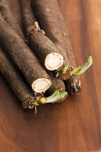 Vista 4 de Semillas Raíz Negra Salsify Scorzonera Medicinal Heirloom Vegetal No GMO