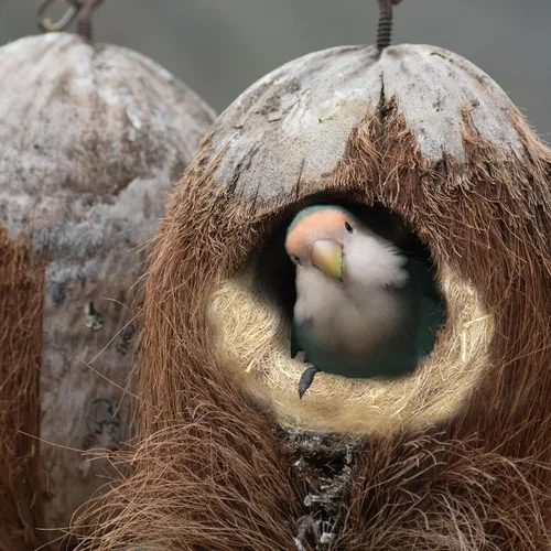 Vista 5 de Mezcla natural de materiales de anidación de pájaros, 4 tipos de materiales, proporción profesional a juego con almohadillas