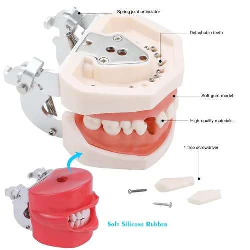 Vista 5 de Simulador de boca Phantom Head Teaching Head Modelo Fix on Table Modelo de diente Typodont reemplazable Ajuste de 360 grados para dentistas