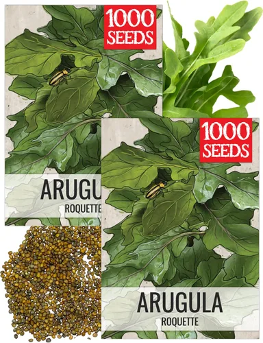 Vista 12 de Seed Needs, Semillas de acedera de hoja grande, 500 semillas tradicionales para plantar Rumex acetosa, hierba medicinal o culinaria sin OMG y sin