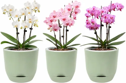 Vista 21 de QCQHDU 2 Pack 5.7 Inch Orchid Pots with Holes for Repotting, Double-Layer and Self Watering Orchid Pot with Good Air Circulation Verde