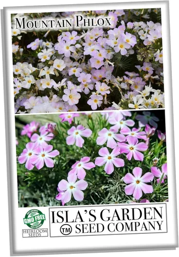 Vista 2 de Mountain Phlox Semillas de flores, más de 1000 semillas de flores por paquete, sin OMG y semillas de reliquia, (semillas de jardín de Isla), nombre