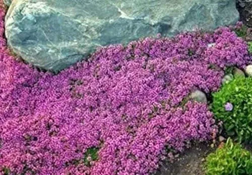 Vista 2 de 1000 semillas de tomillo rastrero – Thymus Serpyllum– cubierta perenne para tierra