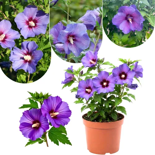 Vista 4 de Althea Rose of Sharon Bush - Plantas vivas en maceta, planta de hibisco viva, rosa fragante de planta Sharon, de 6 a 13 pulgadas de alto (rosa)