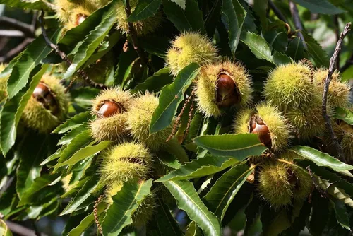 Vista 2 de Semillas de Castaño Colosal - Cultivar Castañas Enormes - Castanea sp Colossal (5 Castañas)