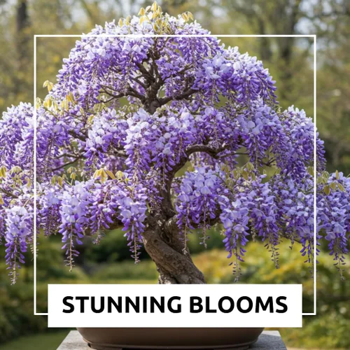 Vista 5 de Bonsai Tree - Semillas de árbol de glicina china, paquete de 10 – Bonsái floreciente muy apreciado, Wisteria sinensis – 10 semillas para cultivar