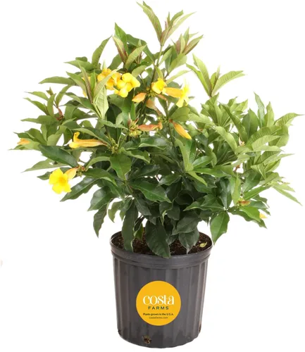 Vista 10 de Costa Farms Curcuma, planta viva de jengibre oculto en maceta de plástico, planta de interior con flores al aire libre, perfecta para decoración