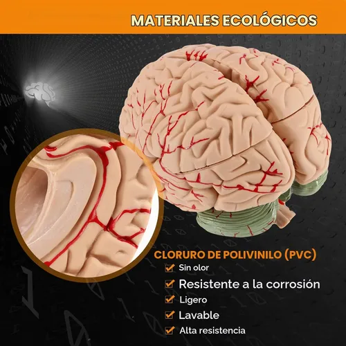 Vista 2 de BEAMNOVA Modelo de cerebro humano con vasos, modelo de anatomía de tamaño real de 8 partes desmontable con imanes, herramienta de enseñanza