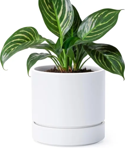 Vista 40 de Phoenix Vine 4 Inch Planter Pot with Drainage Hole & Saucer, Deep Water Catch Tray, Straight Cylindrical Round Pot for Plants, Olive, Pack of 1