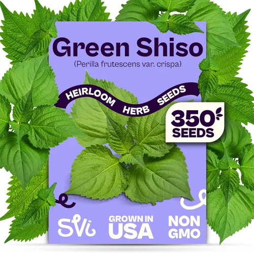 Vista 11 de SVI 2000 semillas de albahaca genovesa (Ocimum basilicum) - Paquetes de semillas de albahaca dulce - Semillas aromáticas de hierbas culinarias
