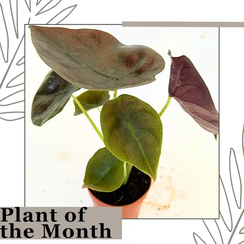 Vista 3 de Alocasia - Plantas vivas en maceta de 2 pulgadas, seguro para mascotas, fácil de cultivar, purificadoras de aire, plantas de interior, flores