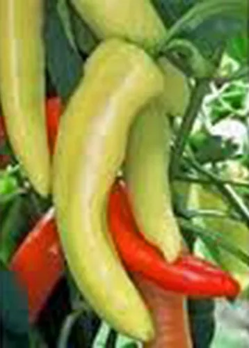 Vista 3 de Pimienta, Cera amarilla húngara, reliquia, 500 semillas, muy picante y sabroso