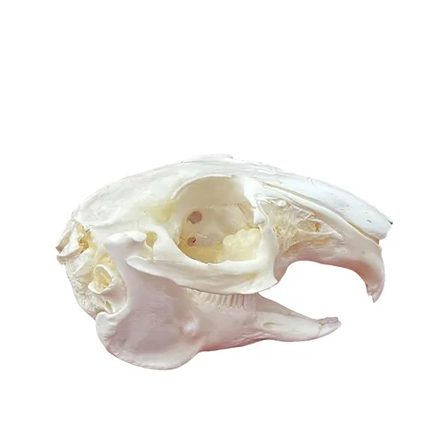 Vista 13 de Calaveras de animales reales en taxidermia, espécimen de huesos reales, suministros de taxidermia para educación científica, regalo especial