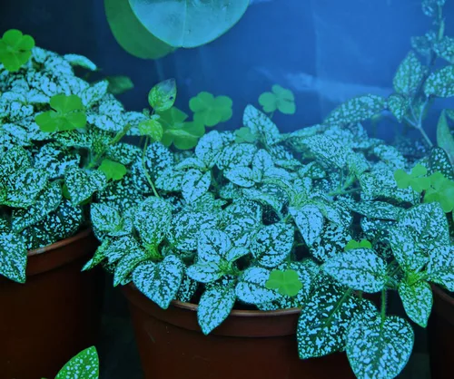 Vista 2 de Miracle LED Nanometer 450 - Kit de luces de cultivo para interiores, incluye 4 bombillas de repuesto Ultra Grow Blue Spectrum de 150 W y 1 accesorio