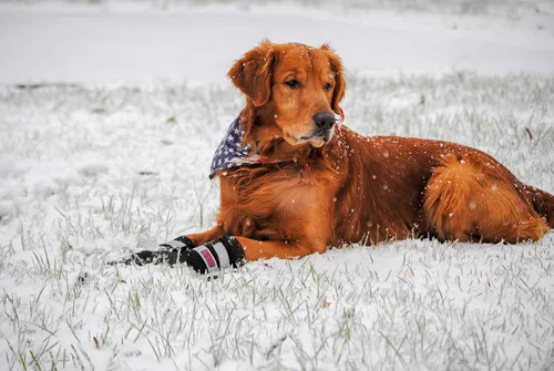 Vista 9 de Botas protectoras para patas de perro en neopreno, para todos los climas, con correas retráctiles en 5 tamaños., Negro