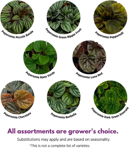Vista 3 de BubbleBlooms Surtido de Peperomia, 6 peperomias diferentes en macetas de 2 pulgadas Grower's Choice