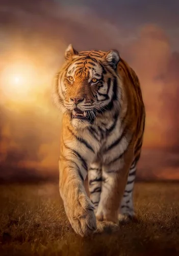 Vista 2 de Clementoni Puzzle Collection Tiger 1500 piezas