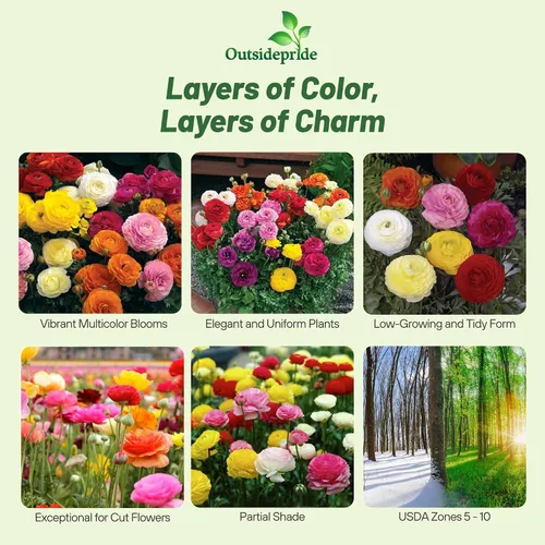 Vista 2 de Outsidepride 20 semillas anuales de ranúnculo persa ranúnculo macé flor semilla mezcla para plantar