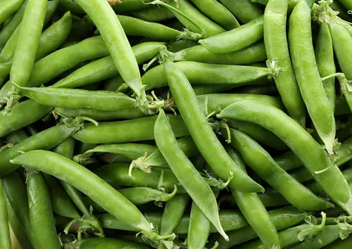 Vista 7 de Food to Live Harina orgánica de guisantes verdes, 5 libras, sin OMG, finamente molida, pura, cruda, cetogénica, nutritiva en polvo vegano a granel.